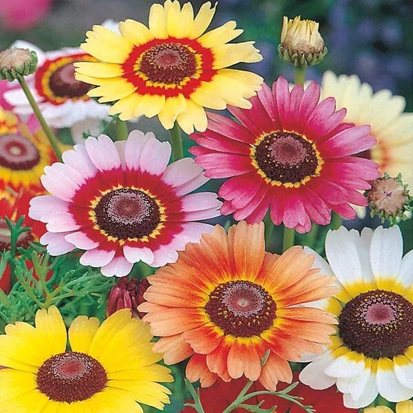 Chrysanthemum Rainbow Mix Seeds