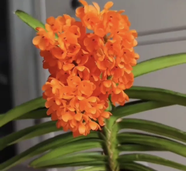 ASCOCENTRUM MINIATUM BLOOM Size Miniature Orchid Species Vanda $29.99 ...