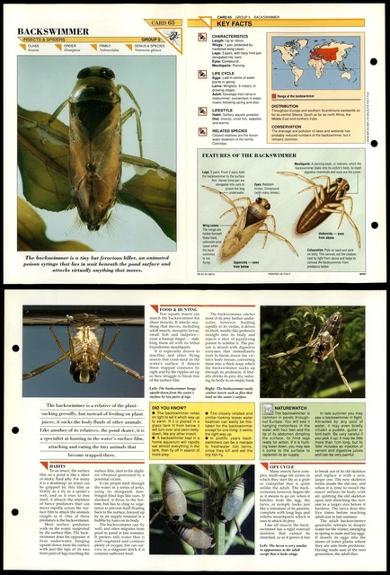 BACKSWIMMER #65 INSECTS Wildlife Fact File Fold-Out Card £1.99 ...