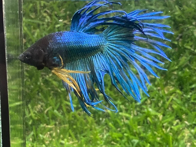Live Betta Fish - Male - Fancy Green Crown Tail HMPK,Age 3 month From Thailand