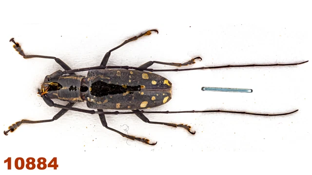 Cerambycidae: Macrochenus sp.  A-, 25 mm, 1 pc