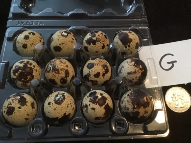 Lote de 12 huevos de codorniz codornix color natural real soplados un agujero artesanías de Pascua G