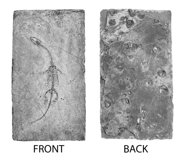 Fossile di rettile di dinosauro fossile di Keichousaurus Hui di alta qualità 2