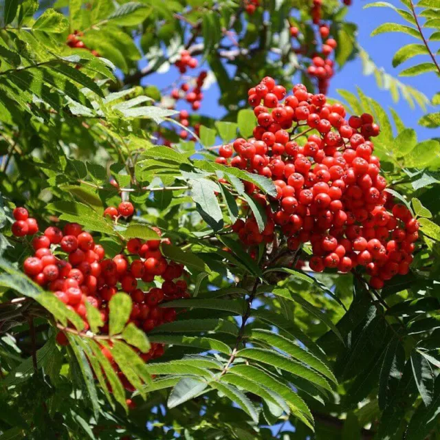 Sorbus aucuparia* - Sorbier des oiseaux à baies rouges