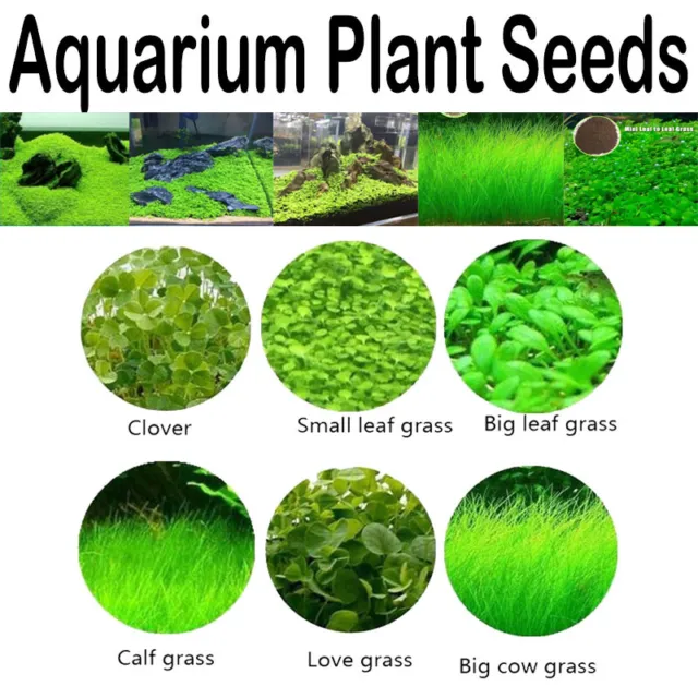 Pianta per acquario semi acquario erba in primo piano piante all'ingrosso]