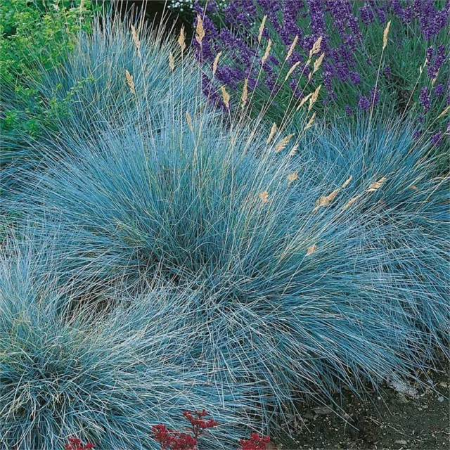 Blue Fescue - Festuca Glauca Blue Select  - 750 Seeds - Ornamental Grass