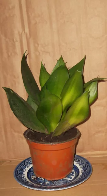 Rare Adult Dwarf Sansevieria Black Dragon House plant succulent 0.5 LTR pot
