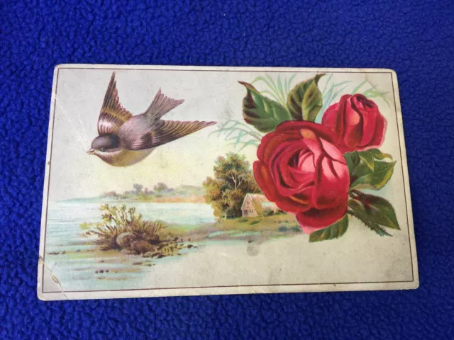 ANTIQUE rio LION COFFEE vitorian TRADING CARD java TOLEDO OHIO rose FINCH bird