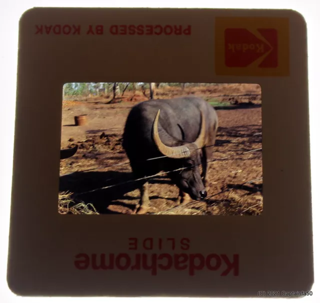 1970s Outback Northern Territory NT Australia Water Buffalo 35mm Colour Slide