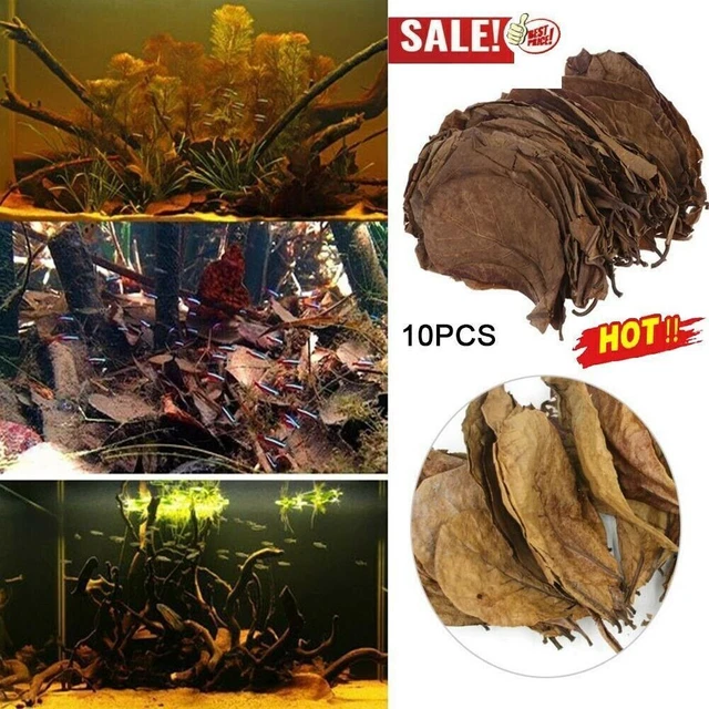 Indian Almond Catappa Leaves Fish Aquarium Improve Quality Water K1B9 M7E9