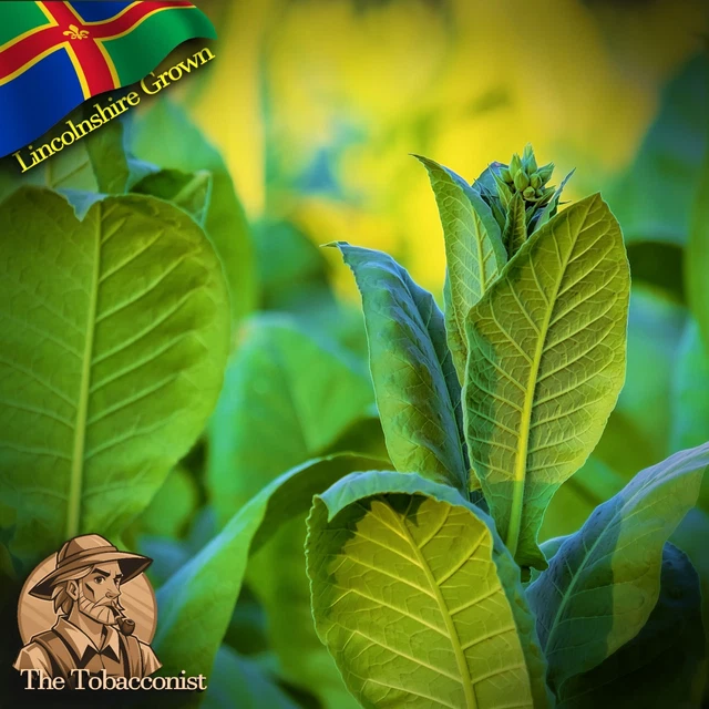 tobacco allowed in uk British Prime Minister Rishi Sunak has proposed banning younger generations from ever buying cigarettes, a move which would give Britain some of the world's toughest anti-smoking rules. #UKNews