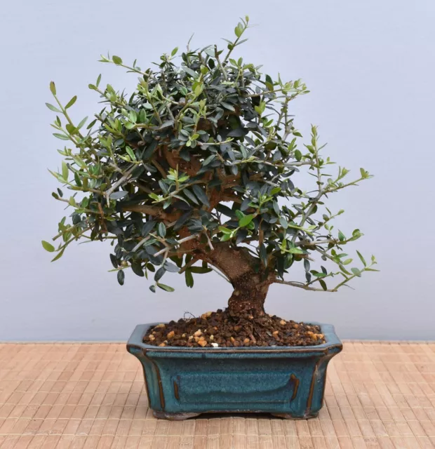 Bonsai Mediterran, Wildolive (Olea europaea 'sylvestris') 24046 | Bonsai-Müller