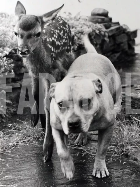 Foto vintage de archivio Es Amor Entre El Cervatillo Ed El Perro, impresión