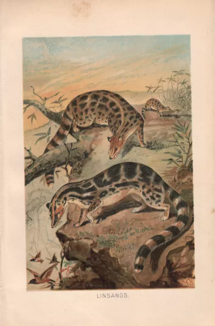 1895 Victorien Naturel Histoire Imprimé ~ Linsangs