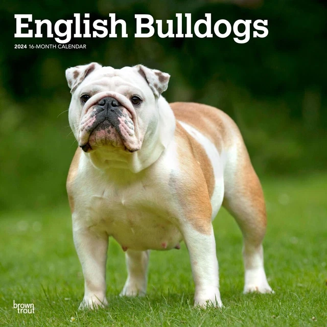 ENGLISH BULLDOGS 2024 12x24" Monthly Square Wall Calendar 16.99