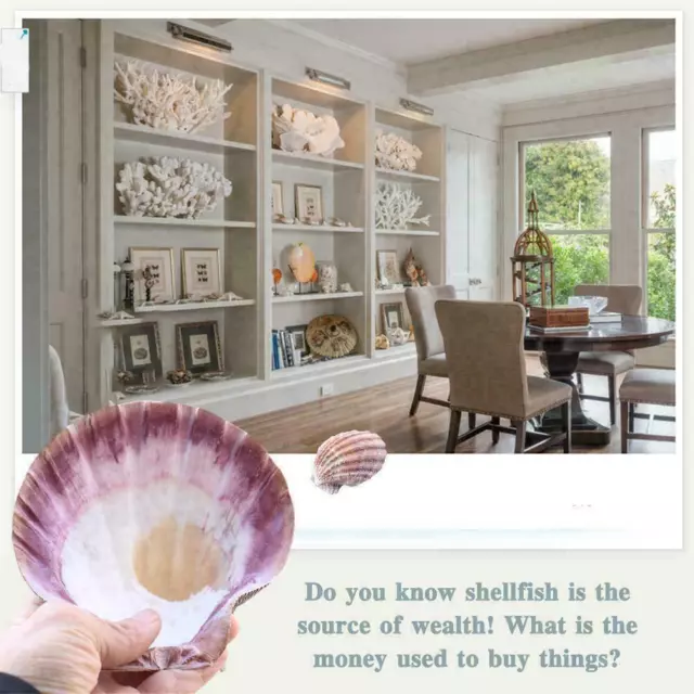 Seashells Natural Color Large Scallop Shell Home Decoration J7J4 Y7F7