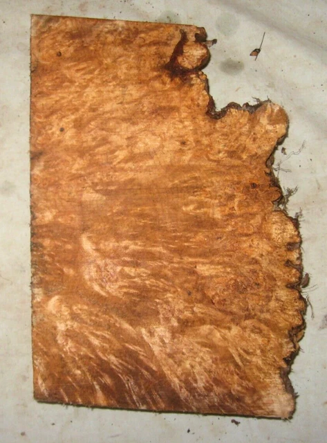 Bloque De Arce Burl Borde Vivo Torneando Artesanía Carpintería Aprox 10.5X7X1.5 In