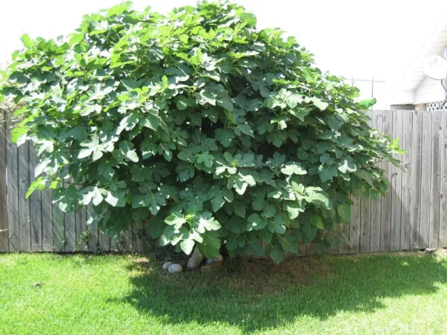 3 cuttings Healthy Organic Brown Turkey  Fig tree for rooting and propagation