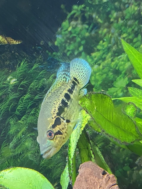 3-1/2” Parachromis Dovii “Wolf cichlid” Buy One Get One Free