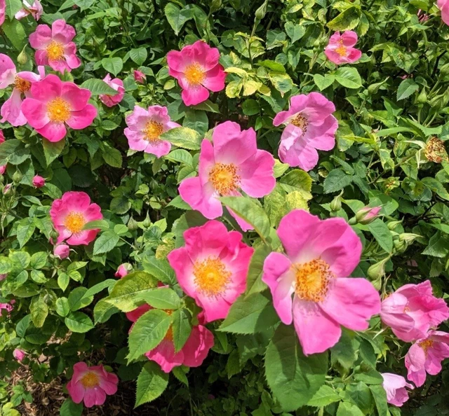 WILD PINK CLIMBING Rose All NATURAL Hardy zones 410 Bare Root LIVE