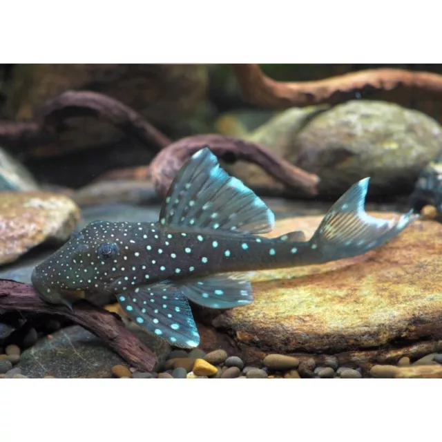 Blue Phantom Pleco | Hemiancistrus sp. L128 | South American Catfish Blue Phantom Pleco | Hemiancistrus sp. L128 | South American Catfish