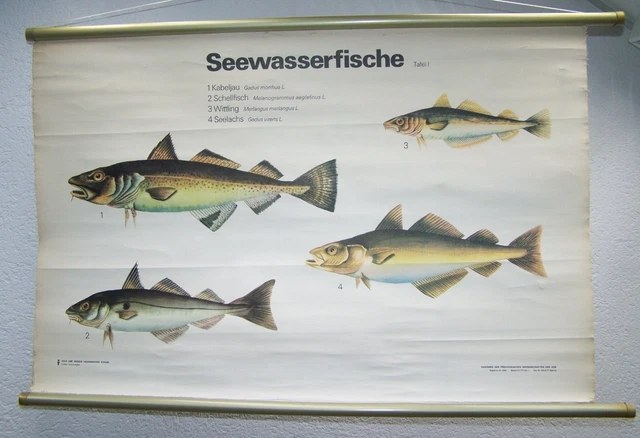 Antiguo Pizarra de Enseñanza Mapa Pared Papel Deco Fischhandel Seewasserfische