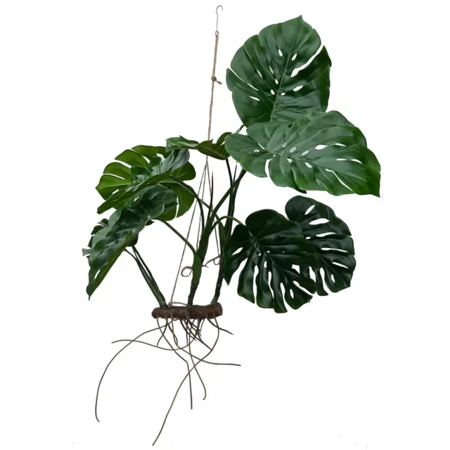 Artificial large hanging branched Monstera with trailing roots 60cm x 110cm