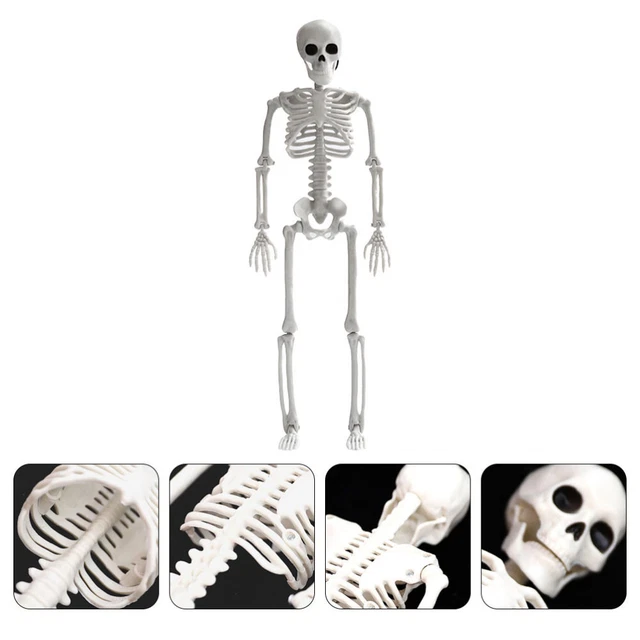 Halloween Decorative Model Halloween Skeleton Real Human Bones Movable
