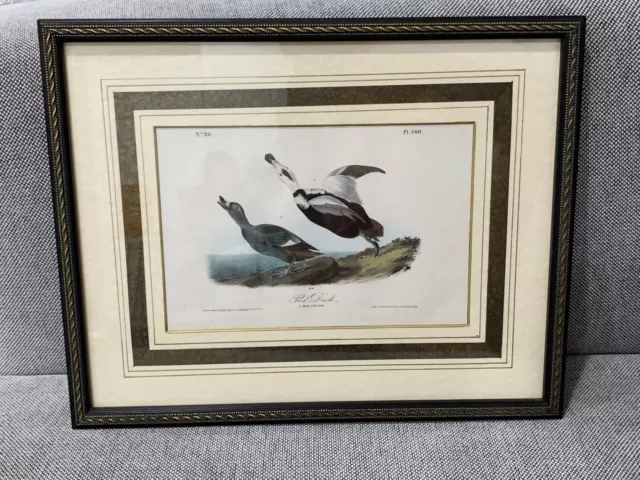 Antique 19th Century Audubon Birds of America Print Pied Duck