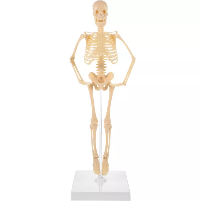 Miniature Human Bone Mannequin Birthday Gift for Kids-SO