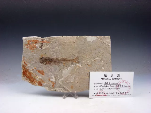 Late Jurassic Age Lycoptera Ancient Fish Fossil w/ Certificate #02071924