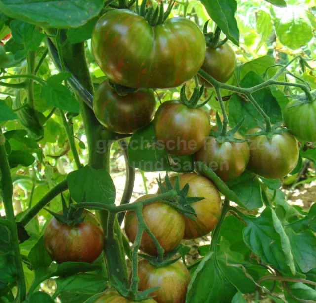 🔥 🍅 PURPLE BUMBLBEE Tomate 10 Samen Tomaten knackig süss Balkon alte Sorte