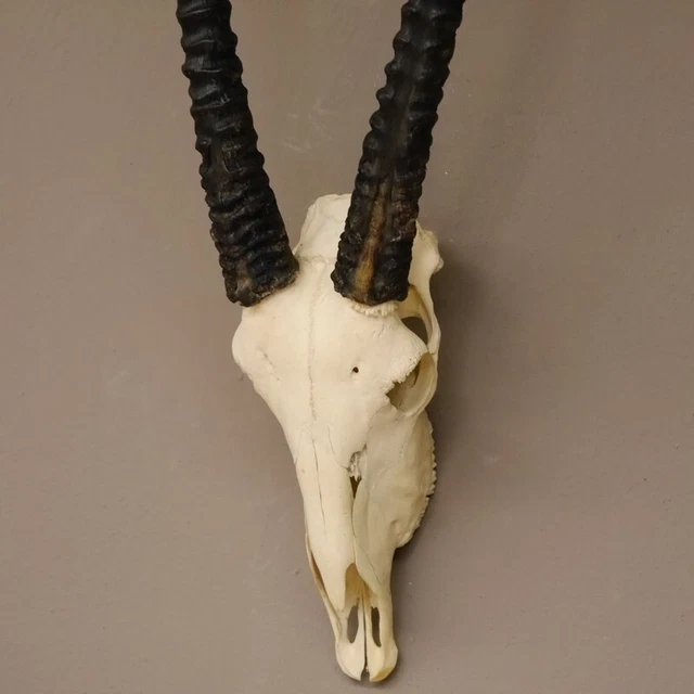 Reclamo Orix ( Gazella) Antílope Gacela Gemsbok África Trofeo de Calavera,Hl 97 2