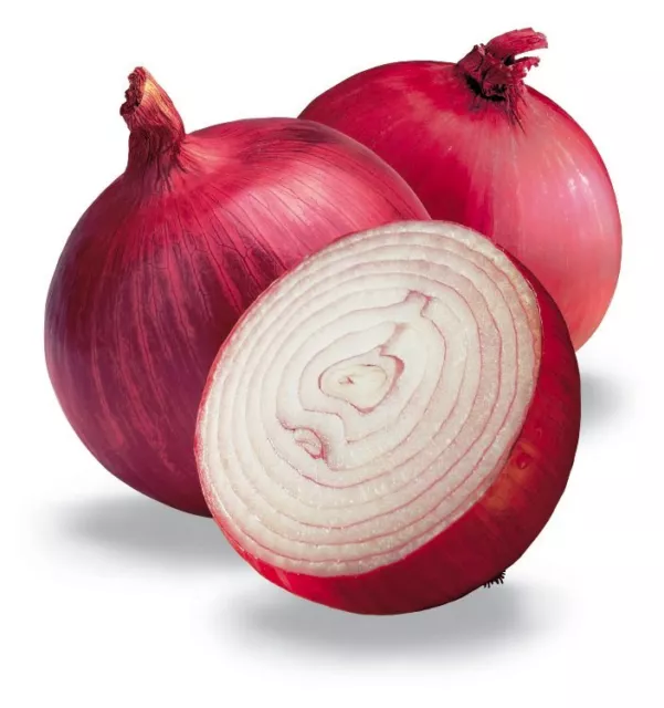 ONION 'Red Burgundy' 100 seeds HEIRLOOM vegetable garden WINTER season veggie