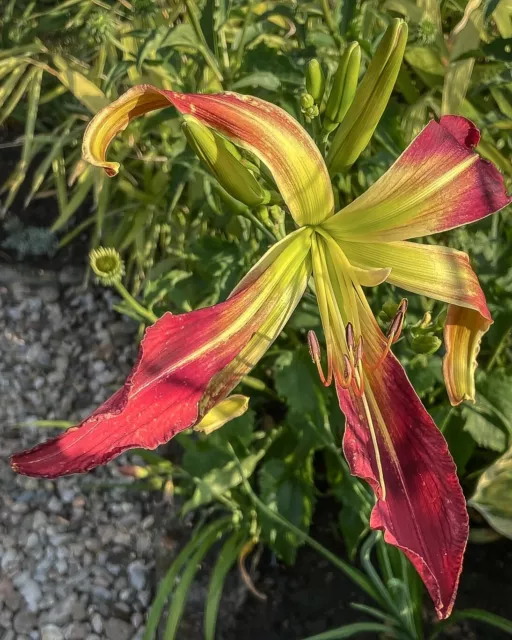 Taglilie, Daylily, Hemerocallis "Dr. Doom