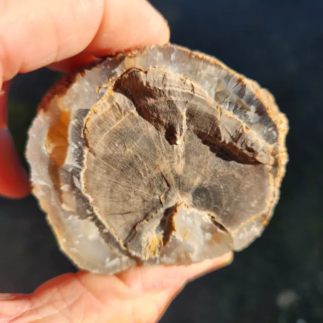 Ooak: Blue Forest Petrified Wood - Eden Valley Wyoming - Polished!