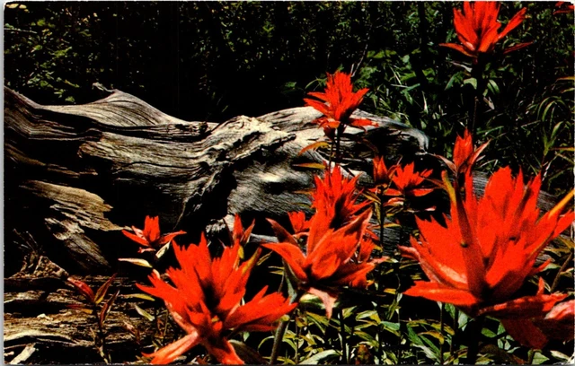 Postcard Indian Paint Brush State Flower Yellowstone NP Wyoming B58