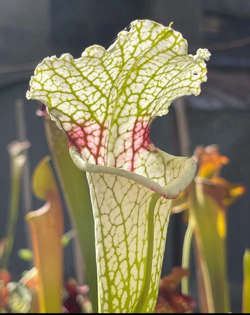 12 Sticks Set Sewak Miswak Organic Toothbrush Natural Oral Gum Care Teeth White