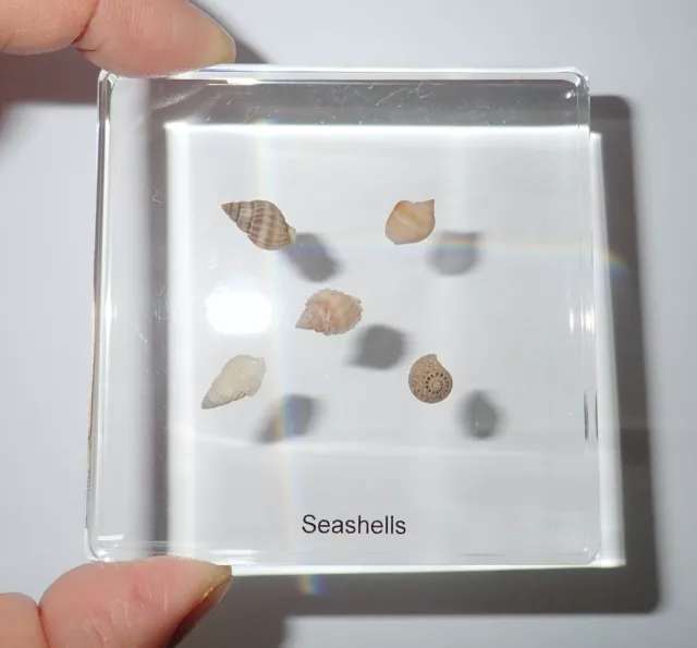 5 Seashell Specimen Set A in 75x75x10 mm Clear Square Education Slide