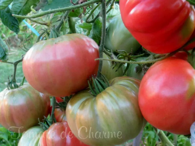 10 graines de tomate rare Miracle de Bulgarie superbe généreuse délicieuse