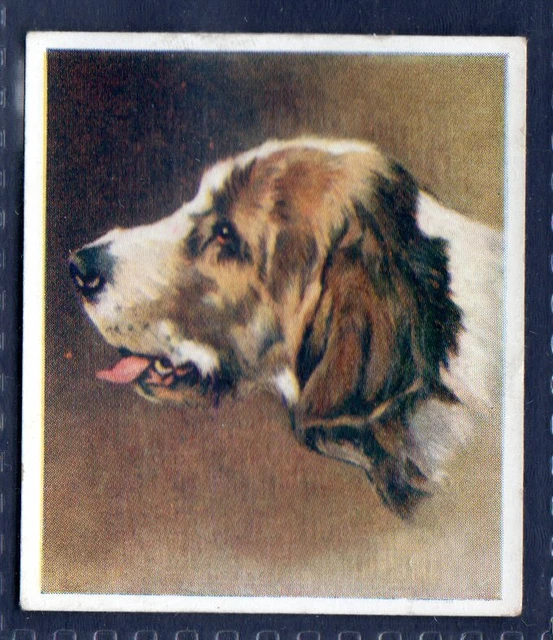 OTTERHOUND - Original 1930's Illustrated Cigarette Card