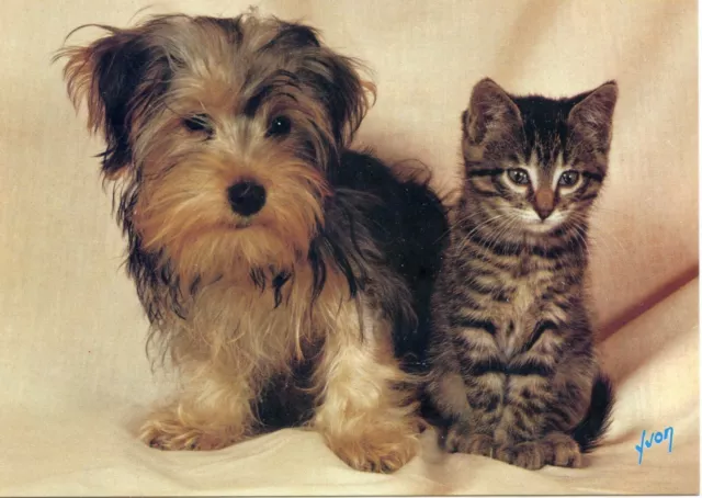 Cpsm / Carte Postale / Chat / Cat / Edition Yvon