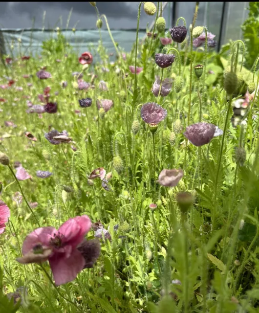 POPPY SEEDS 'Dusk Mix' 500+ Seeds Flower Garden