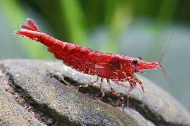 Lotto 10 X Neo Caridina Caridine Red Cherry + Omaggio Mangime