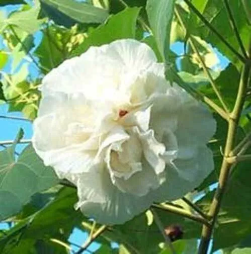 Hibiscus mutabilis Double | Confederate Cotton Rose | 10_Seeds
