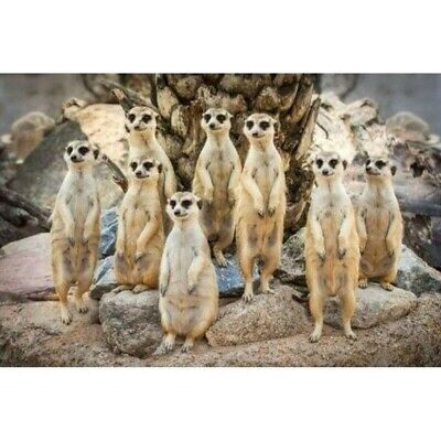 DIY 5D Diamond Painting Embroidery Meerkat Family Embroidery Home Xmas Gifts