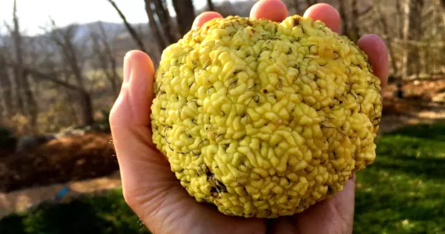 15 PATRICK HERNY'S OSAGE ORANGE SEEDS - Maclura pomifera