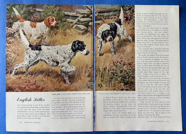 Vintage Artwork Magazine (1958) Stock Pages (4) - Setters