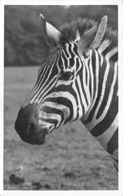 Postcard - Zebra - Real Photo - A J Rowell - Brighton - Unknown Location