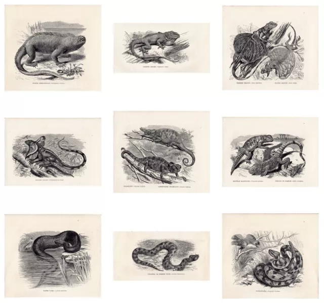 Snakes,Prints,Reptiles,Water Viper,Lizard,JG Wood,Antique,Mixed,Individual,1863